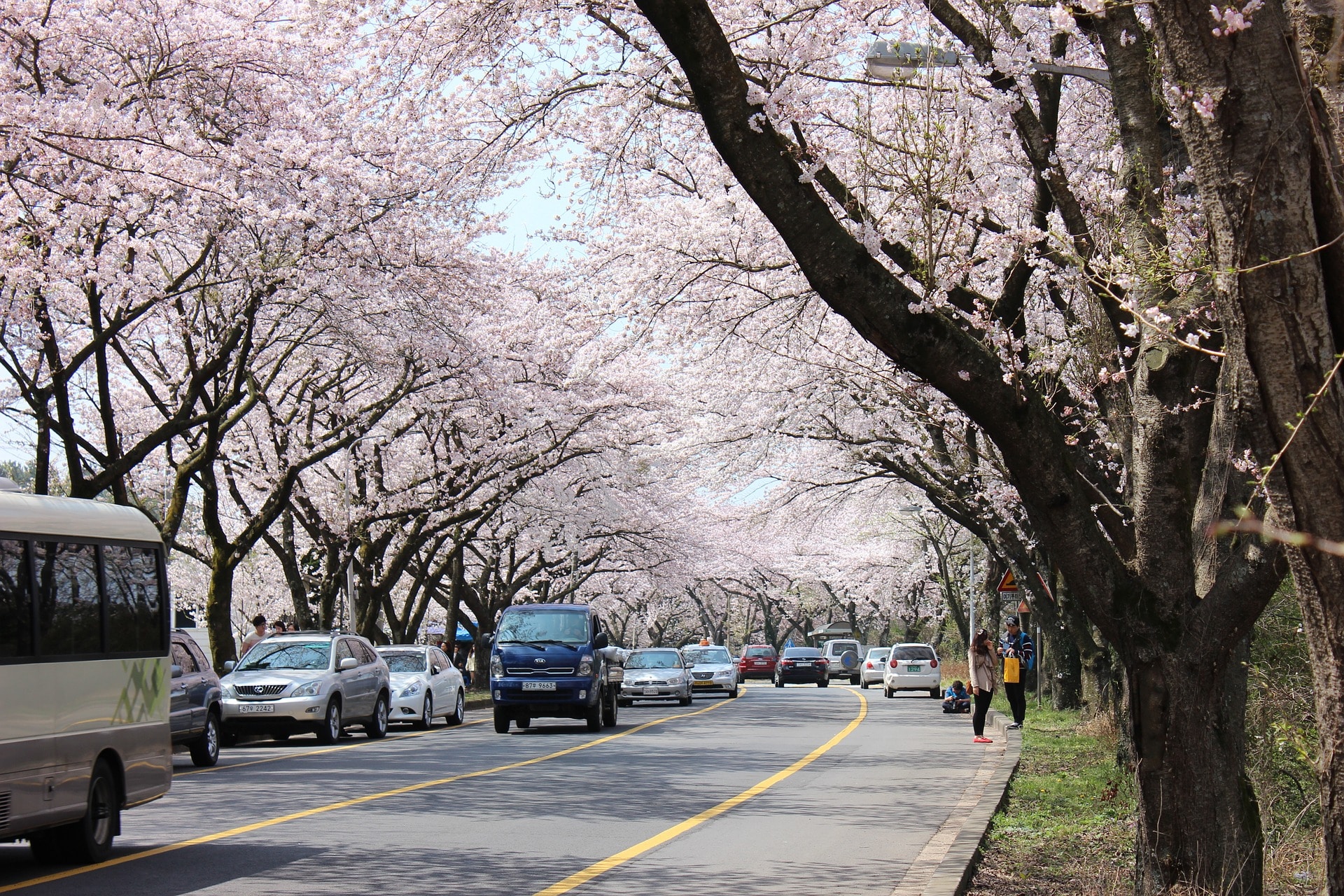 zuid-korea-cheju-cherry blossom