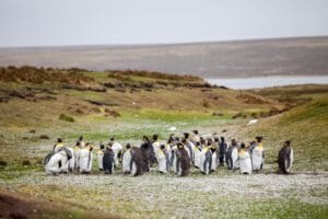 Falkland-Eilanden-Port-Stanley-Volunteerpoint-pinguins