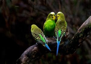 Australië-Port Douglas-vogels