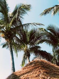 Palmbomen Bimini - Bahama's