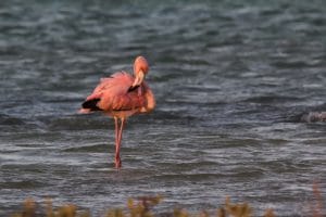 Caribbean-Saba-flamingo
