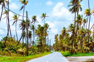 Trinidad en Tobago-Port of Spain-weg-palmbomen