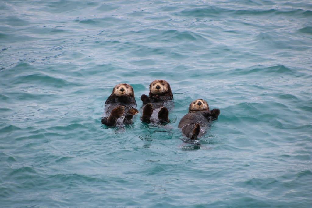 Otters - Expeditiecruise - Cruise