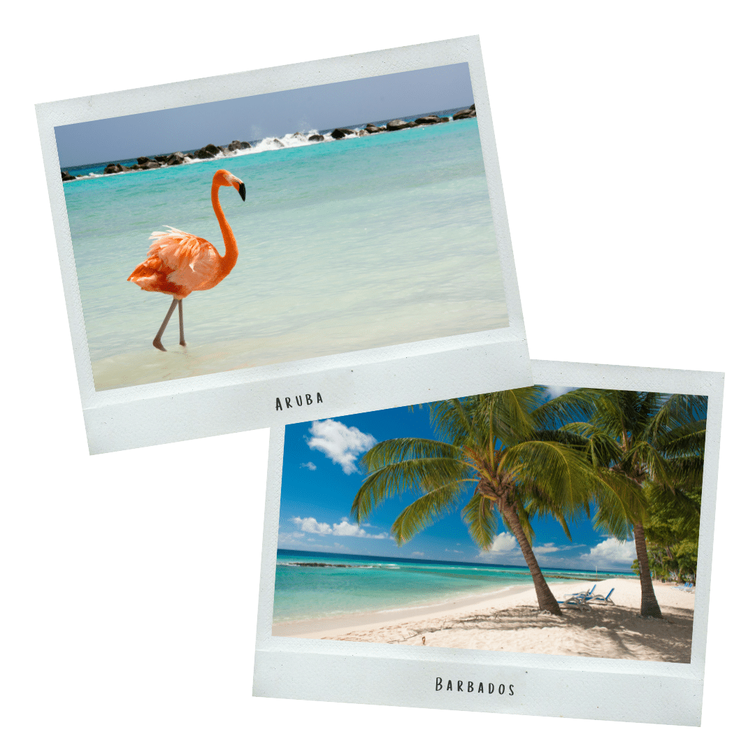 Flamingo op het strand van Aruba en witte stranden met palmbomen op Barbados