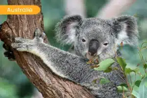 Australië